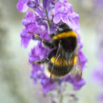 eine Hummel auf einer Blüte