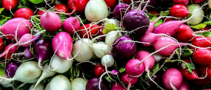 Rettich