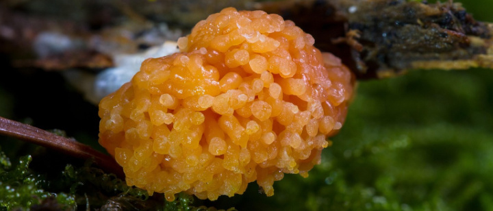 orangener Schleimpilz