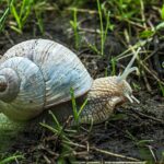 Schnecke auf Boden