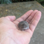 Spitzmaus auf einer Hand