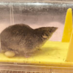 Spitzmaus in einer Lebendfalle