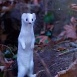 Großwiesel - Hermelin