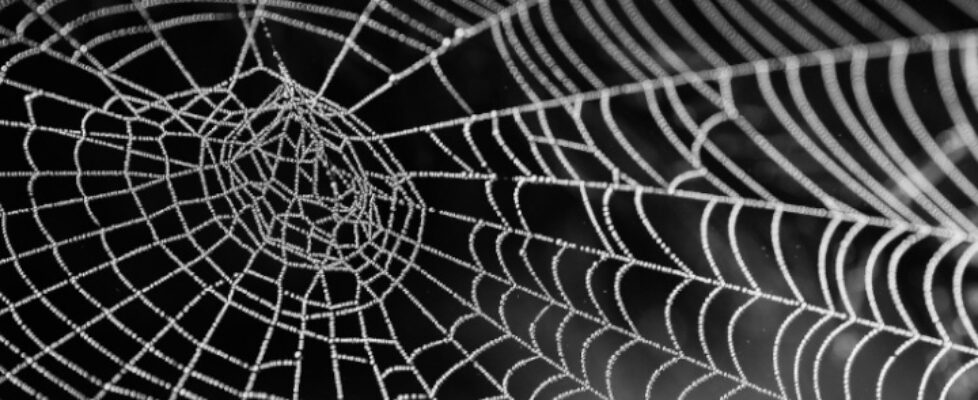 Spinnennetz