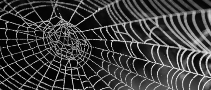 Spinnennetz
