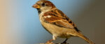 Haussperling